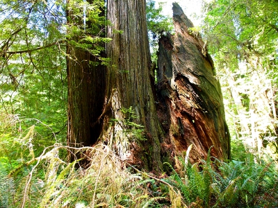 [Beside a 'normal' tree trunk is a partial trunk (top is missing) which appears to have its bark growing in a swirl rather than straight up to the sky. It's almost barrel-shaped.]